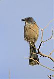 Woodhouse's Scrub-Jayborder=